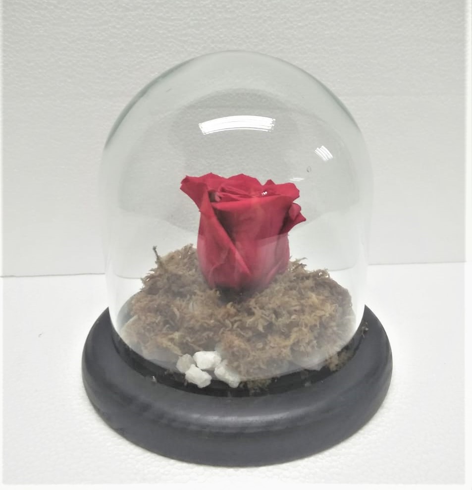 Rosa Preservada en C�pula