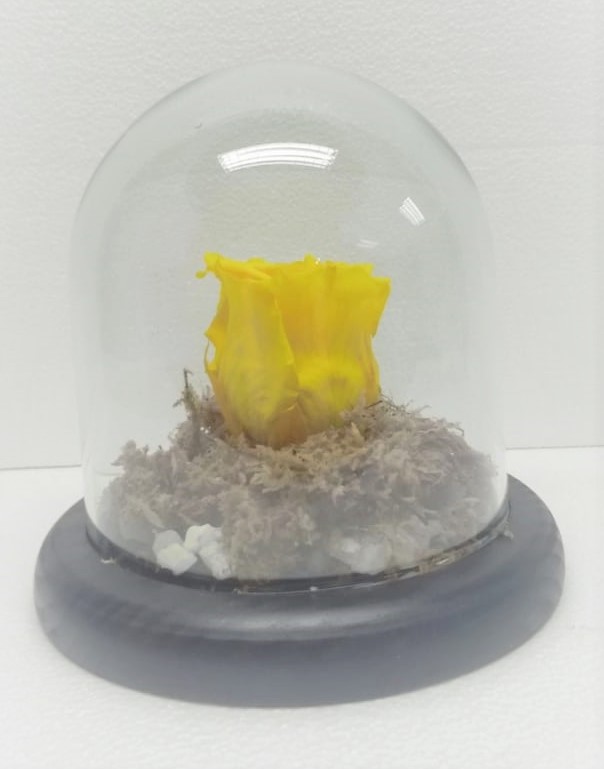 Rosa Preservada en C�pula