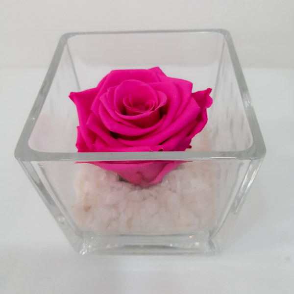Rosa Preservada en Cubo