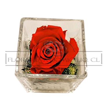 Rosa Preservada en Cubo 