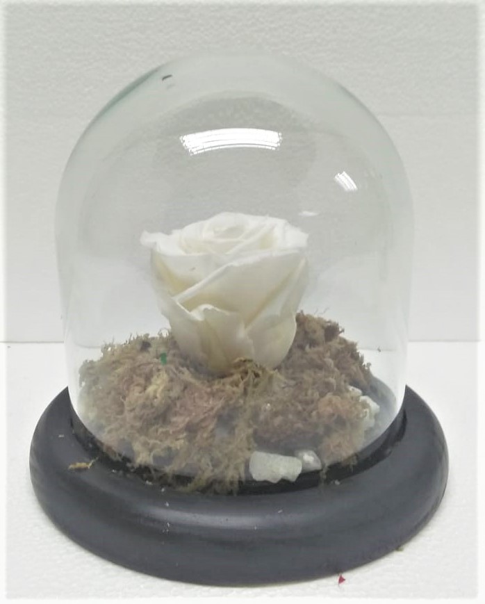 Rosa Preservada en C�pula